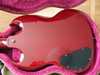 Gibson SG standard 2.jpg
